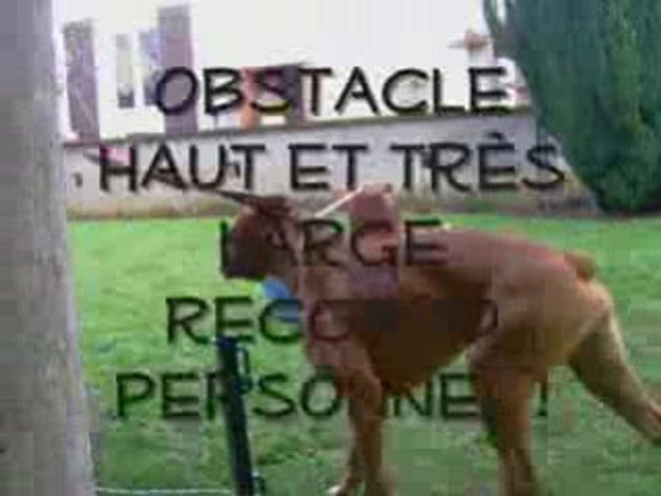 Chanelle / Comment on fais sauter son chien ?