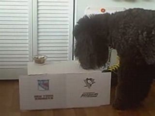 Poodle Picks the Winner of NHL Game: Rangers vs Penguins