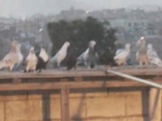 Fehmi ateş/şanlıurfa garip uçurma www.guvercinurfa.com