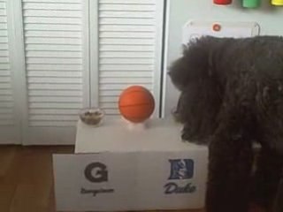 Poodle Picks the Winner of Georgetown vs Duke  (NCAA BB)