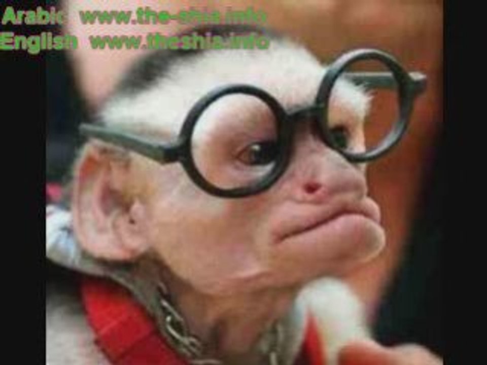 موقف الرافضة من غزة Palastin Gaza