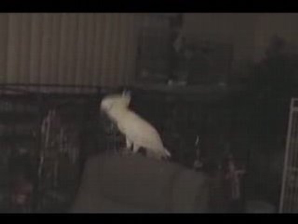 Cockatoo.obs