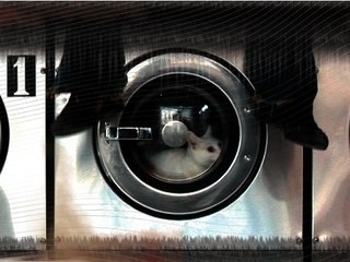 The cat in the washing machine - Vampyrotheutis infernalis