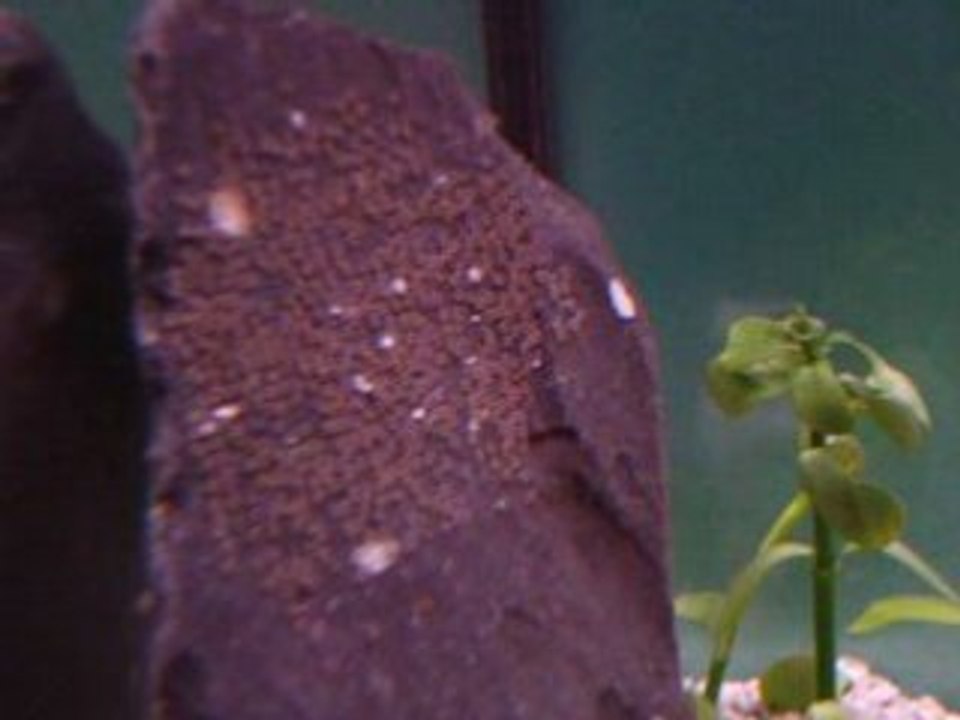 eclosions alevins scalaires