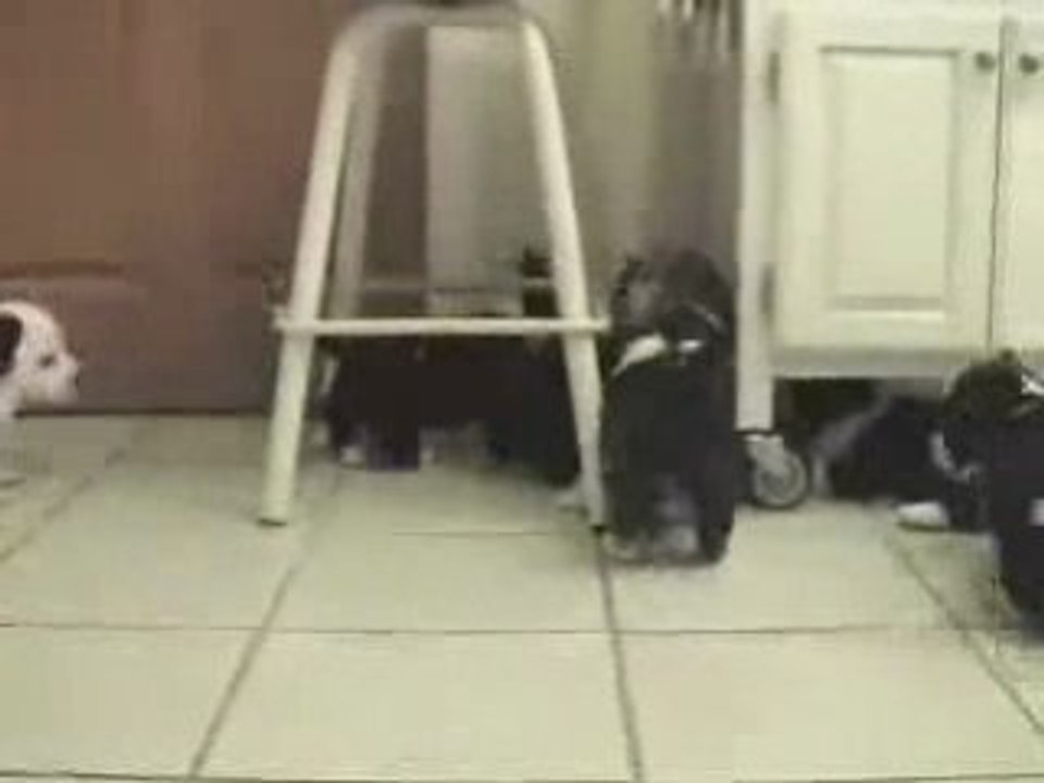 Matrix 2009 new ! :chat en neo VS  chiots en agents smith