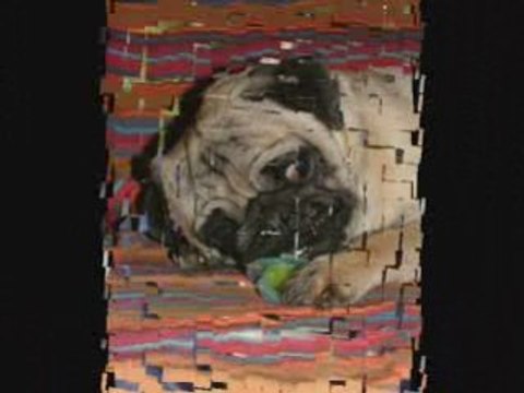 CARLINS A GOGO ( forum )