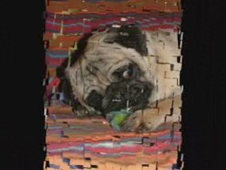CARLINS A GOGO ( forum )
