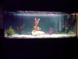 mon aquarium 120 litres 001