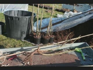 Rempotage des rosiers racines nues de Prestavert