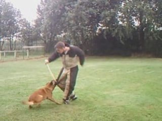 malinois-passion.site