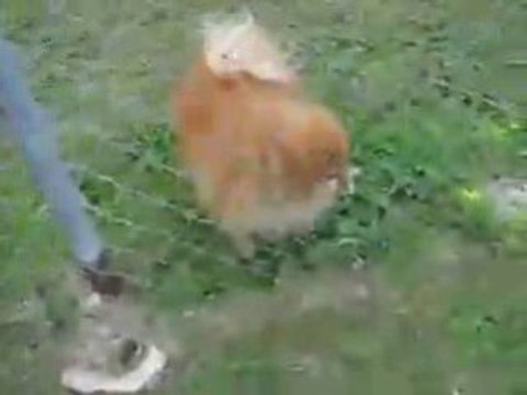 Anti Bark Dog Collar Can a Bark Collar Work