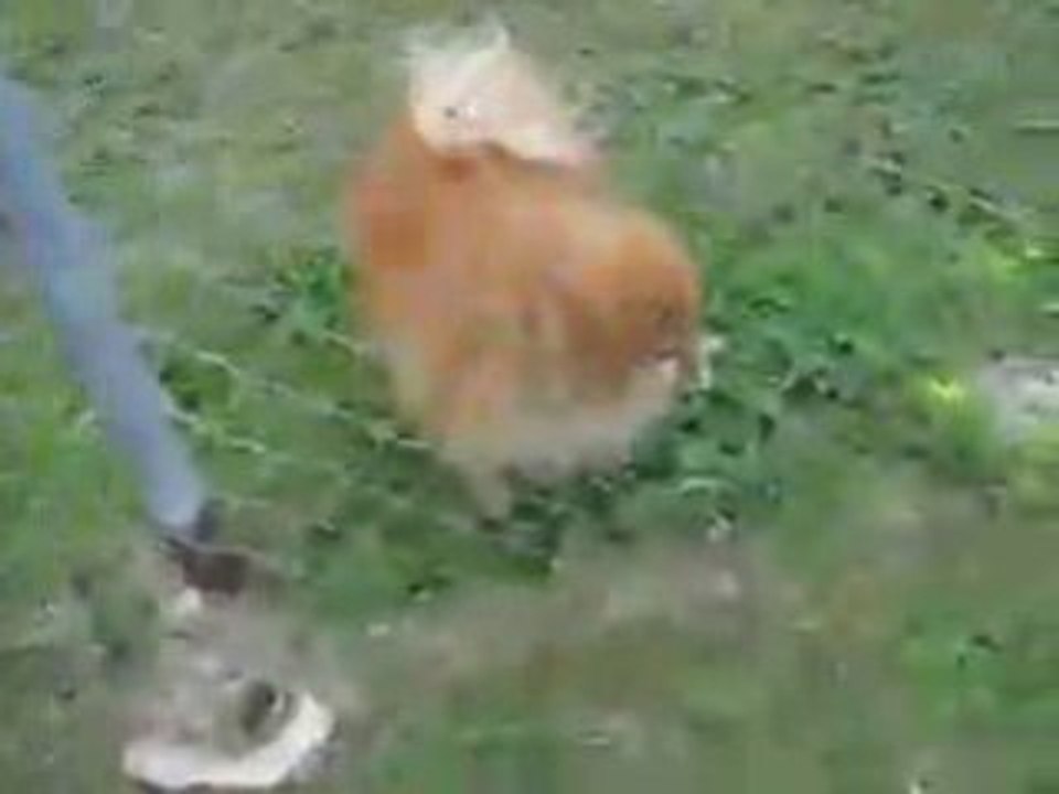 Anti Bark Dog Collar Can a Bark Collar Work