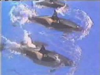 ALL TOGETHER olsen twins