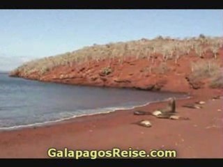 Galapagos islands cruise - sea lions