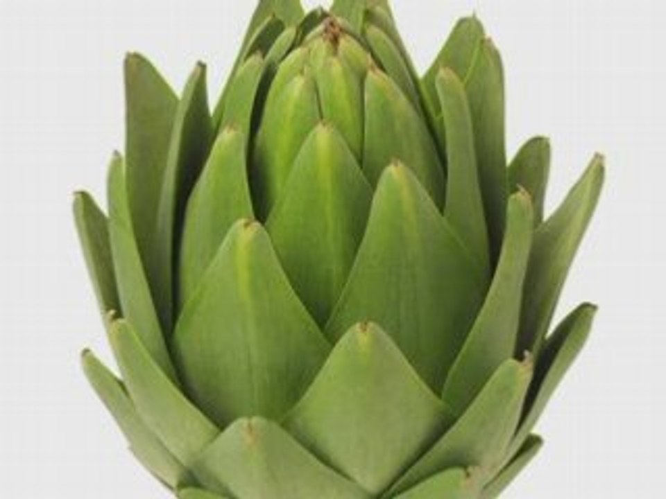 Artichaut