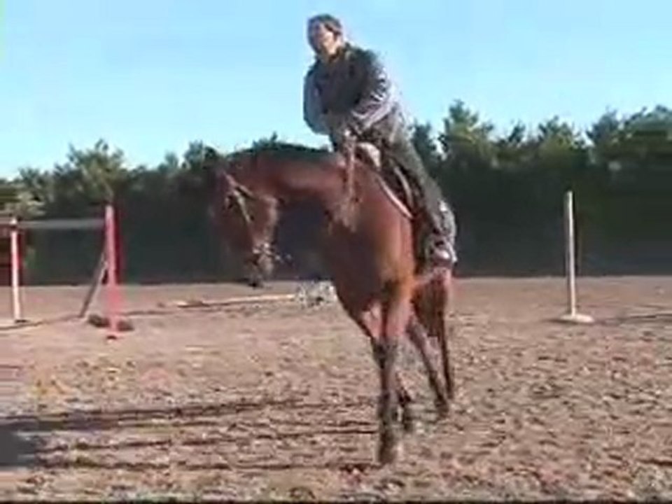 Travail à l'obstacle (Merlin /aa) B.Duhamel