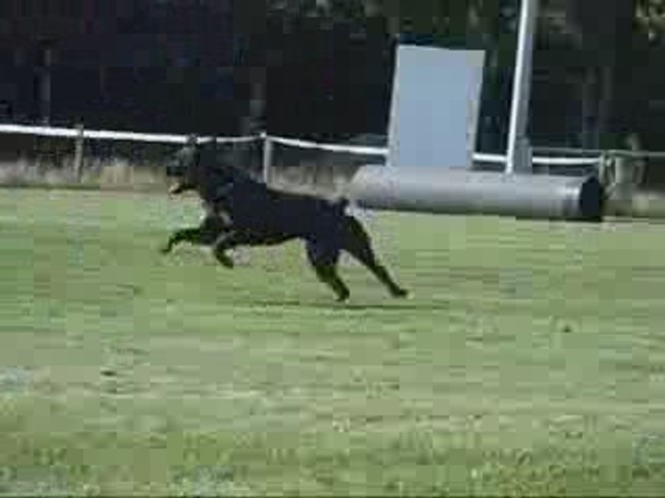 entrainement d'obéissance rci avec Abalone femmelle rott