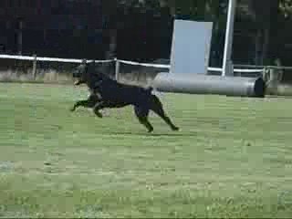 entrainement d'obéissance rci avec Abalone femmelle rott