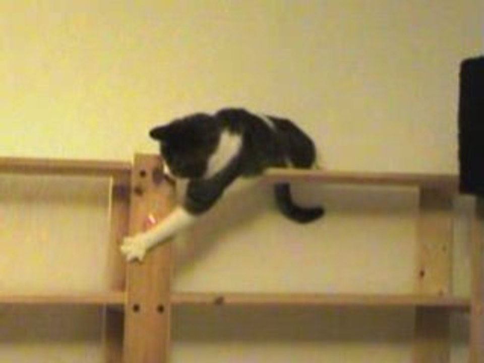 Katze vs. laserpointer im ikea-regal