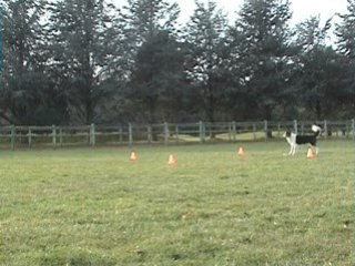 Obeissance entraînement du box