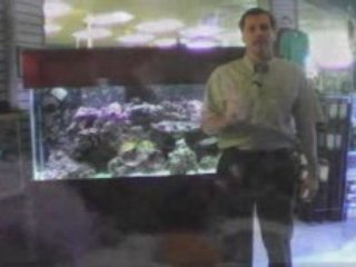 Setting Up And Maintaining A Saltwater Aquarium