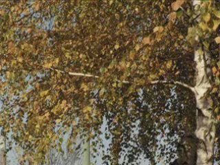 Janusz laskowski - zolty jesienny lisc