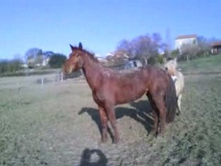 Trotteur qui devient galopeur