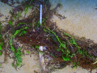 bon vent ,belle mer...végétal'art