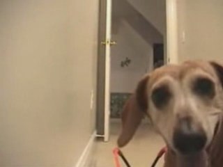 Le Chien Sportif Pro ;o))