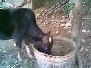 Village Vietnamien entre Ban Kho Muong et Pho Doan.