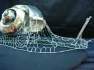 escargot d'acier