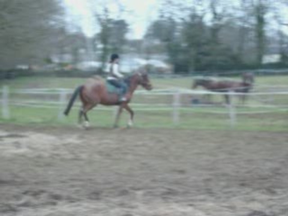 Hawaï mon amour de cheval