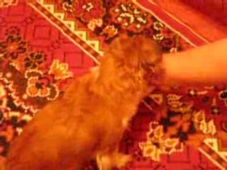 lola ma chiene(xD) et la main de mon pere