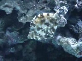Acreichthys Tomentosus