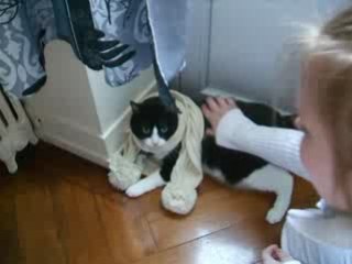 mon chat, "RAMSES"