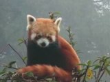 Спасти красную панду, находящуюся под угрозой исчезновения