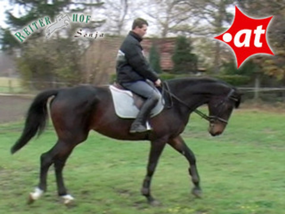 Pferdevorstellung Aloe, Reiterhof Sonja (2008-064)