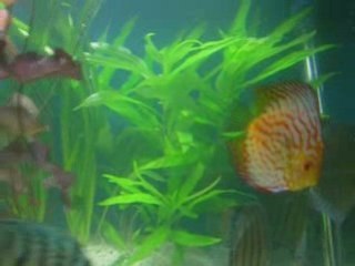 nouveau bac discus 375L