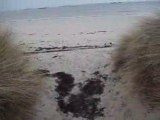 Les chiens en balade dune de Keremma