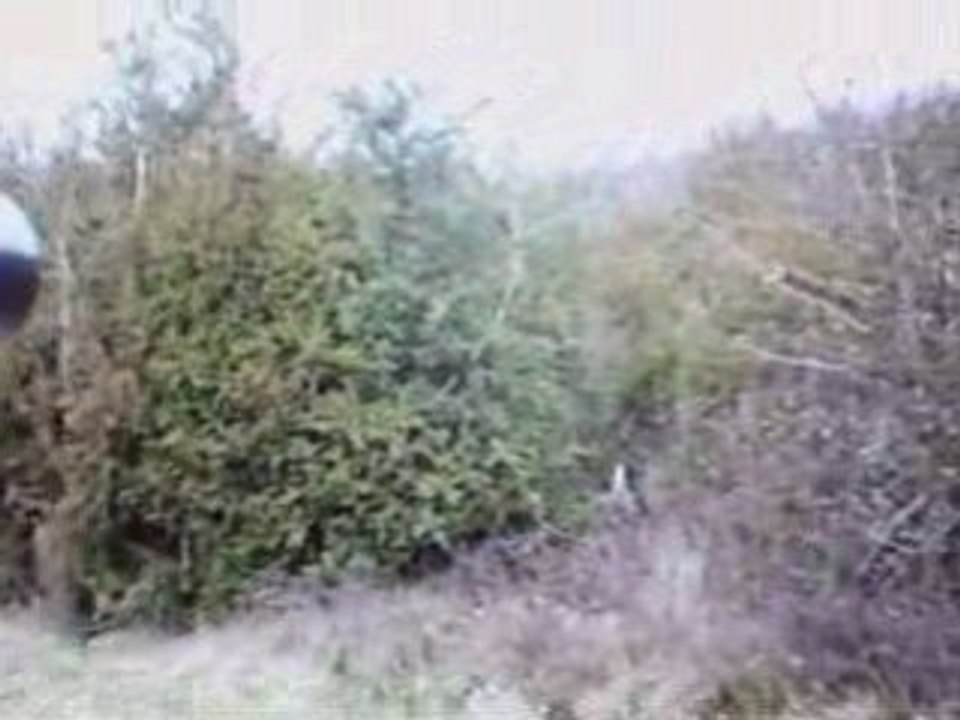 EPAGNEUL DE SAINT USUGE CHASSE A LA BECASSE 12...
