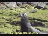 Darwins Galapagos Islands video 08