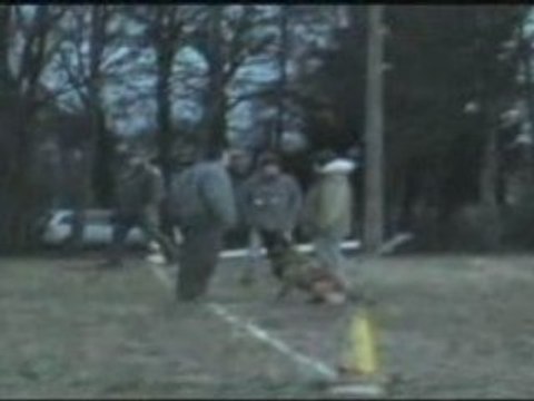 CYRIUS DU MUSHER brevet à 86.5