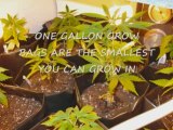 Dirt Poor Guerrilla Grower Marijuana Growing