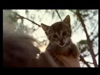 Frontline Combo anti puces