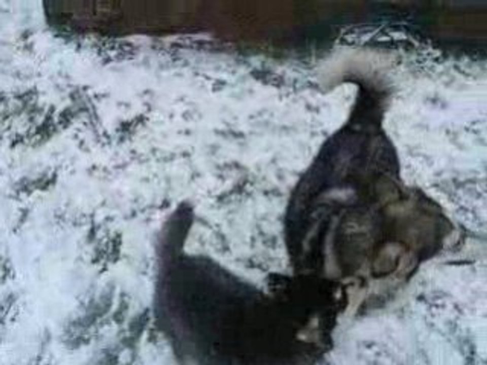 Fancy & Bounty dans la neige