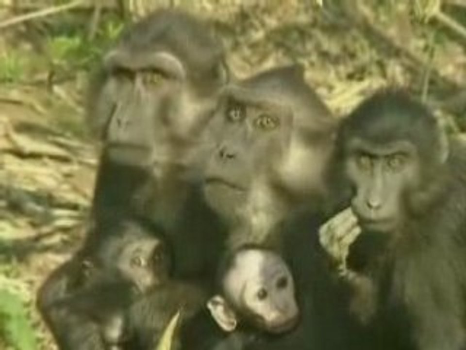 Drôles de singes !