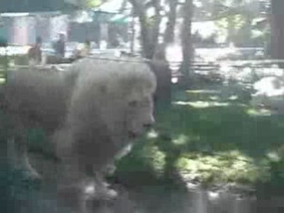 White Lion_