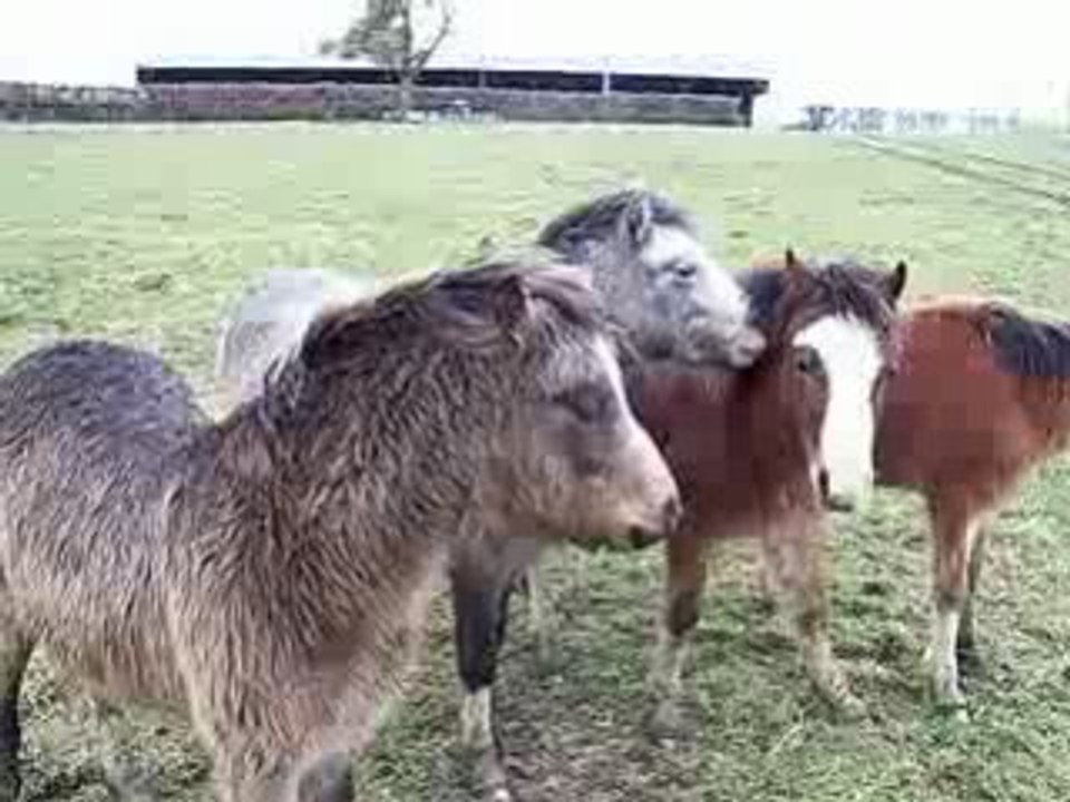 Les petits monstres