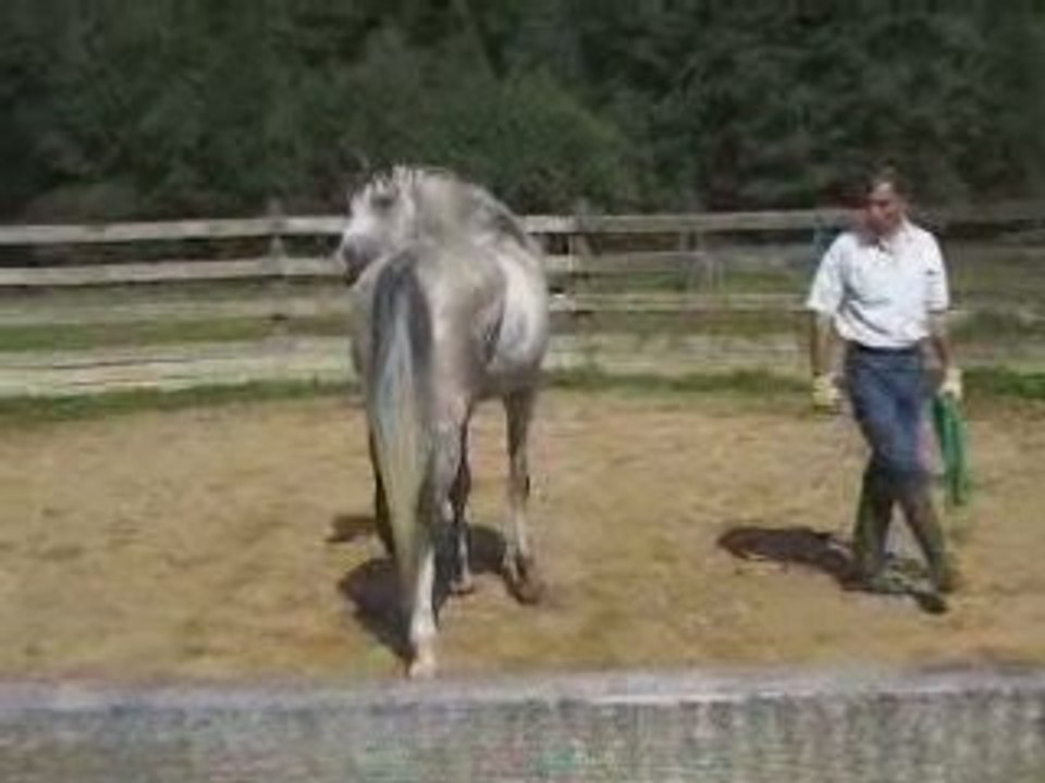 chuchoteur en action ou equitation ethologique 1/3