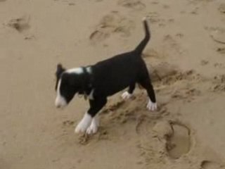 BULL TERRIER-ZYA (2 mois)